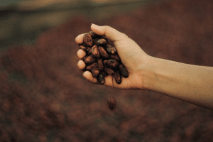 Cacao beans in a hand from Pexel